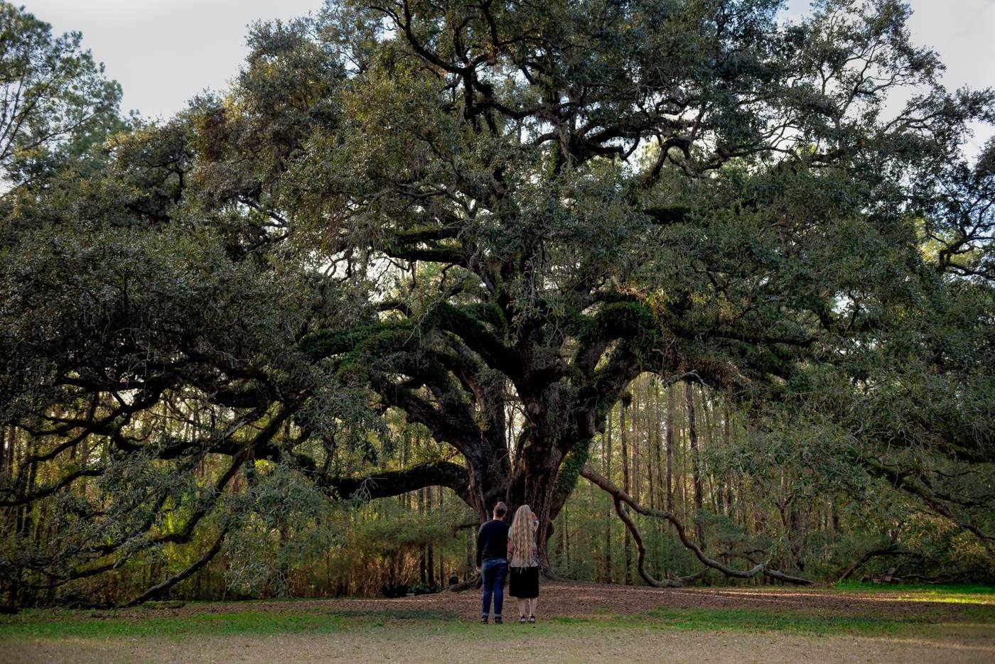 Massive live oak tree with two people standing at its base, Under the Oak real estate photography